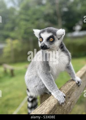 Regardez ces yeux Banque D'Images