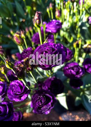 Lisianthus fleurit dans le jardin de la fin de l'été. Banque D'Images