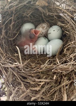 Bébé oiseau demandant de la nourriture Banque D'Images