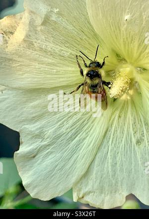 Abeille sur une fleur de hollyhock jaune pâle Banque D'Images