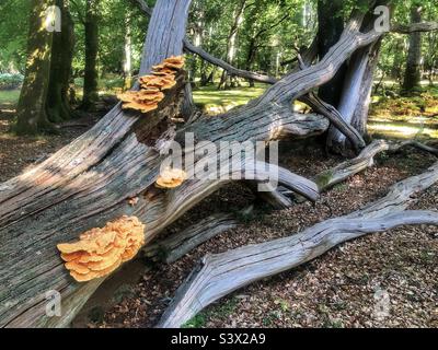 Champignons poulet des bois poussant sur un arbre tombé dans le New Forest Banque D'Images