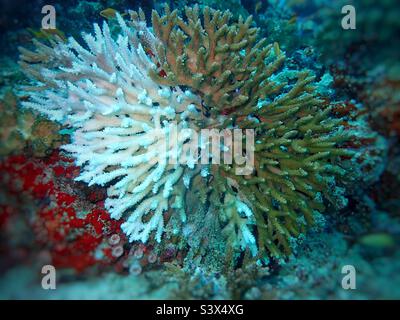 Un parfait exemple de blanchiment de corail sur un corail ramifié, Acropora sp. , Aux Maldives, Océan Indien Banque D'Images