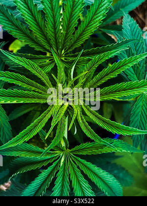 Vue aérienne de la symétrie d'une plante de cannabis. Ce clone de marijuana pousse dans un jardin du Maine aux côtés des courges et des pois. Le Maine a légalisé à la fois l'usage récréatif et l'usage médicinal. Banque D'Images