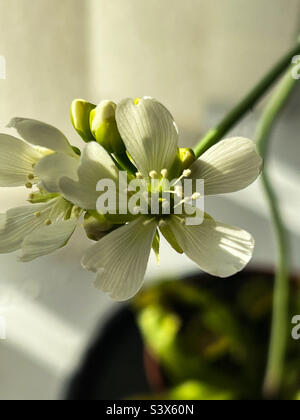 Gros plan de la fleur du piège à mouches de Vénus (Dionaea muscipula) Banque D'Images