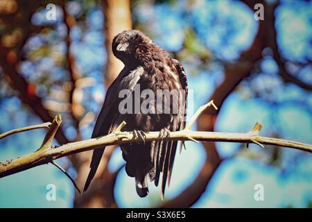 Un Crow qui profite du soleil. Cet oiseau est assis sur une branche et appréciant les rayons du soleil dans la vague de chaleur. C'est ce qui a été pris à Pine Woods à Formby. Banque D'Images