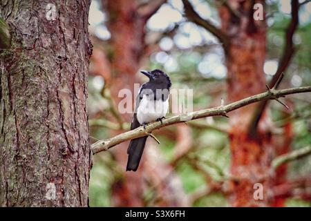 Un magpie solitaire assis sur une branche dans les bois. Ces oiseaux noirs et blancs uniques sont encore superstitieux à certains, les nombres présents représentant quelque chose de différent. Banque D'Images