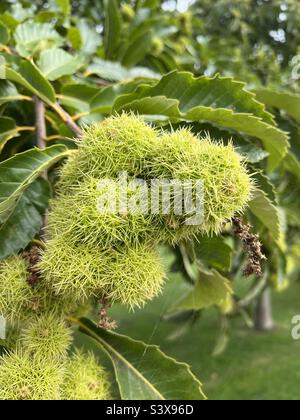 Marrons aux fruits doux et picots. Castanea sativa Banque D'Images