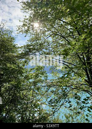 Le soleil brille à travers les branches d'un arbre au-dessus du lac de Brienz, en Suisse Banque D'Images