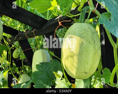 Courge spaghetti accrochée dans un arbre. Banque D'Images