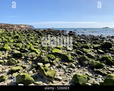 Des algues vertes couvraient des rochers sur une plage à marée basse Banque D'Images