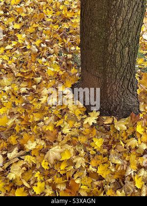 Une cour en automne : un tronc d’érable est vu avec toutes ses feuilles tombées et couvrant le sol autour d’elle dans une cour de l’Utah, aux États-Unis. Banque D'Images