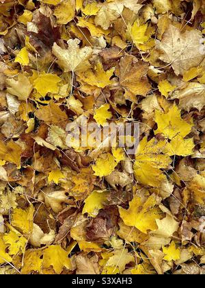 Une cour en automne : des feuilles d'érable sont tombées et couvrent le sol dans une cour arrière de l'Utah, aux États-Unis. Les feuilles font un beau résumé naturel avec une couleur et une texture riches. Banque D'Images