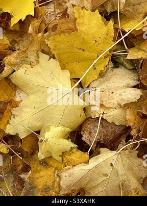Une cour en automne : des feuilles d'érable sont tombées et couvrent le sol dans une cour arrière de l'Utah, aux États-Unis. Les feuilles font un beau résumé naturel avec une couleur et une texture riches. Banque D'Images