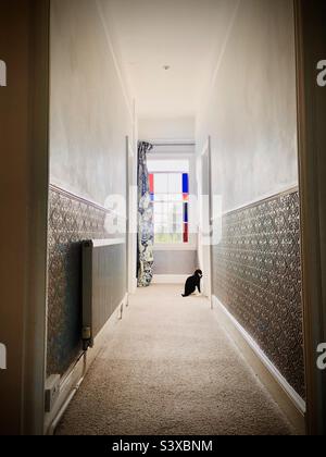 Un chat dans un long couloir essaie d'entrer dans une chambre Banque D'Images