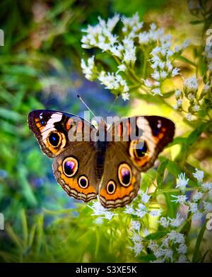 Magnifique papillon coloré dans les bois de Géorgie du Sud. Banque D'Images