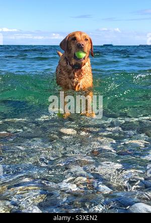 Un chien Labrador Retriever dans l'océan avec une balle dans la bouche tandis que les vagues vertes émeraude se lalent à ses pieds pendant les vacances d'été Banque D'Images