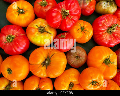 Heirloom tomatoes colorés Banque D'Images