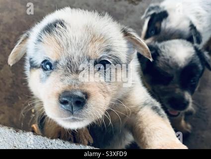 Chiot Sweet Blue Heeler Banque D'Images