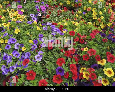 Pétunia millions de cloches. Calibrachoa. Banque D'Images