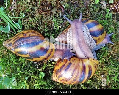 Escargots de tigres africains du Ghana (Achatina achatina) Banque D'Images