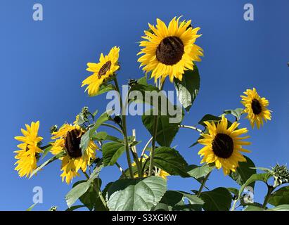 Jolis tournesols jaunes contre le ciel bleu Banque D'Images