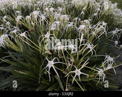 Fleurs blanches en étoile Banque D'Images