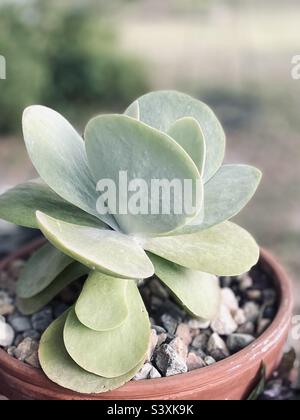 Plante de paddle de lapjack de Kalanchoe luciae vert pâle dans le planteur de Terra Cotta Banque D'Images