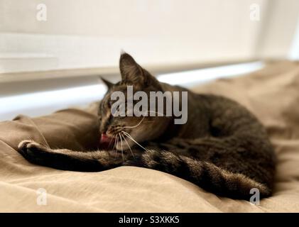 Un chat qui colle à la languette avec des yeux verts Banque D'Images