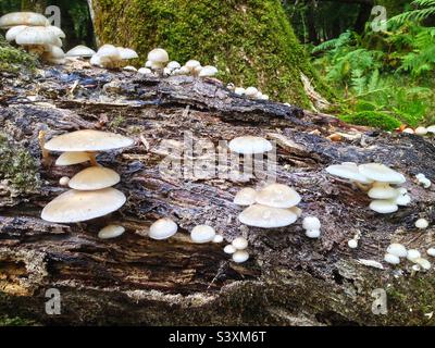 Le champignon de la porcelaine (Oudemansiella mucida) pousse sur un arbre pourri dans une forêt du Hampshire au Royaume-Uni Banque D'Images