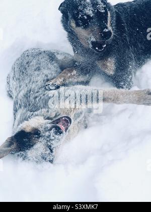 Les chiens Blue Heeler jouent dans la neige Banque D'Images