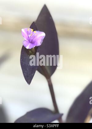 Magnifique fleur rose sur la plante d'épidermoût de coeur violet Banque D'Images