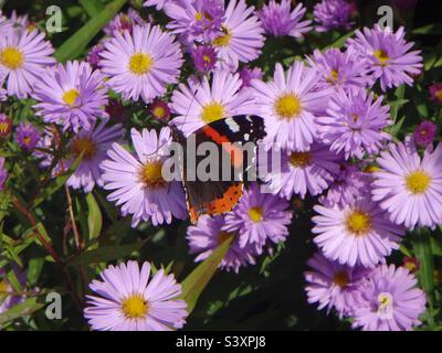 Papillon coloré, amiral rouge (Vanessa atalanta), assis sur des pâquerettes pourpres Banque D'Images