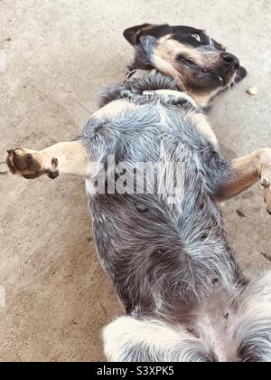 Chien allongé sur le dos Banque D'Images