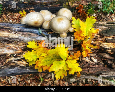 Champignons en porcelaine (Oudemansiella mucida) poussant sur un arbre pourri dans le parc national de la Nouvelle forêt Banque D'Images