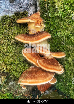 Le champignon de support pousse sur un arbre de hêtre recouvert de mousse dans une forêt du Hampshire, au Royaume-Uni Banque D'Images