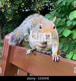 L'écureuil gris s'assit sur un banc de parc à Bury St Edmunds, Suffolk, Royaume-Uni. 9th octobre 2022. Banque D'Images