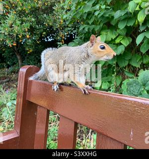 L'écureuil gris s'assit sur un banc de parc, à Bury St Edmunds, Suffolk, Royaume-Uni. Banque D'Images