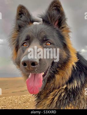 Shelby, mon berger allemand souriant à la caméra Banque D'Images