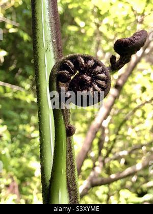 La fougère d'arbre de Nouvelle-Zélande Koru désillonne la fougères frondes Banque D'Images