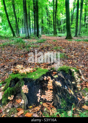 Champignons en automne couvrant une souche d'arbre pourri dans le bois de hêtre près de Winchester Hampshire Royaume-Uni Banque D'Images