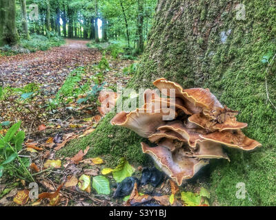 Champignon polypore géant poussant sur un arbre dans un hêtre près de Winchester Hampshire Royaume-Uni Banque D'Images