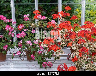 Pelargoniums dans une serre. Banque D'Images