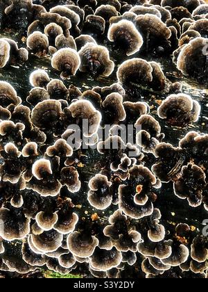 Champignons polypores (Trametes versicolor) en automne couvrant un arbre tombé dans le bois de hêtre près de Winchester Hampshire Royaume-Uni Banque D'Images