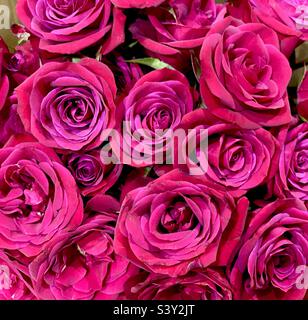 Un présentoir de roses rosées. Banque D'Images