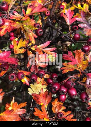 Haie d'aubépine haie d'aubépine avec feuilles d'automne et baies en maturation, Crataegus monogyna Banque D'Images