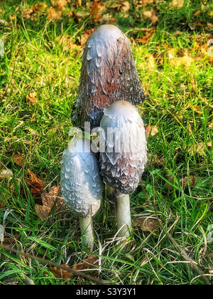 Champignons à capuchon d'encre de Shaggy ou Mane de Shaggy également connu sous le nom de perruque d'avocat, croissant en octobre. Hampshire Forest Royaume-Uni Banque D'Images