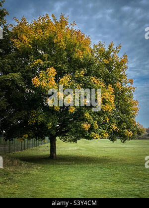 Arbre avec des feuilles d'automne vertes et dorées dans un grand champ de prairie Banque D'Images