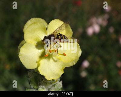 La mouche d'Hoverfly (Syrphus sp.) se nourrissant d'une fleur de mulléine jaune Banque D'Images