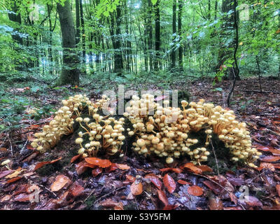 Tuft de soufre Mushroom croissant en octobre sur une souche d'arbre dans un beechwood près de Winchester Hampshire Royaume-Uni Banque D'Images