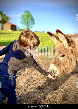 Enfant en bas âge qui allaite l'âne de la main Banque D'Images